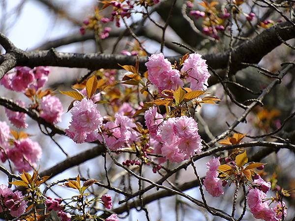 Omiwa f1.JPG Omiwa f1.JPG