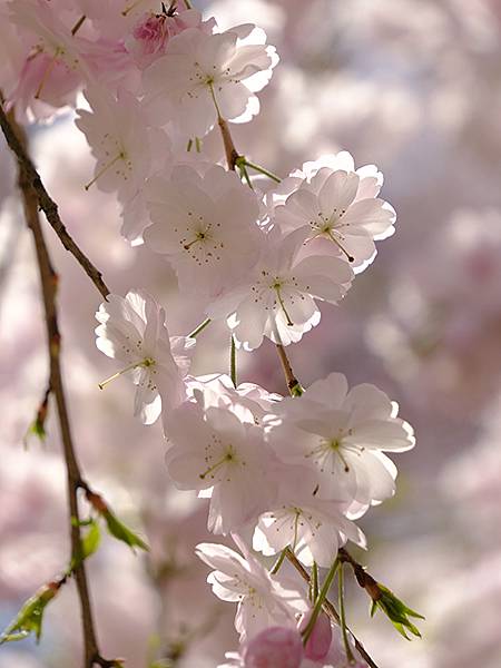 Omiwa f6.JPG Omiwa f6.JPG