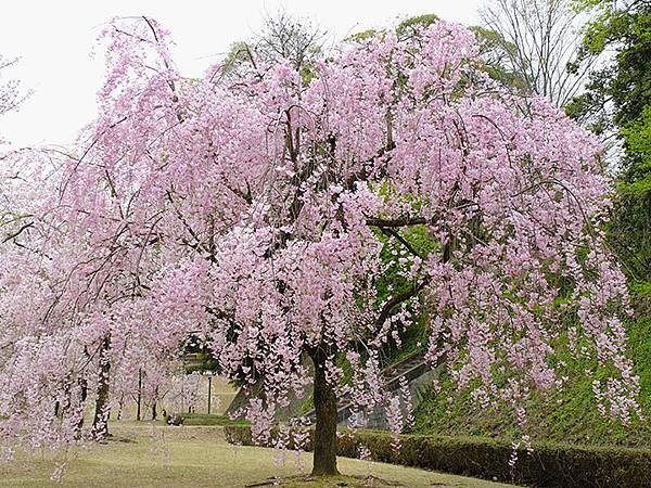 Kanazawa c1.JPG Kanazawa c1.JPG