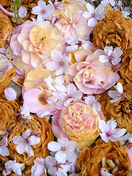 Kanazawa b3.JPG Kanazawa b3.JPG