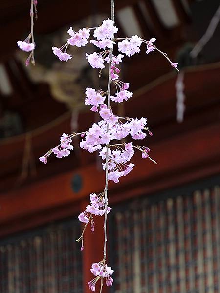 Kanazawa b4.JPG Kanazawa b4.JPG