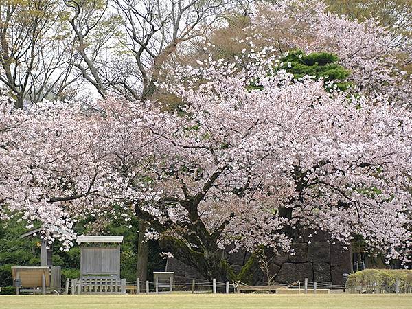 Kanazawa c4.JPG Kanazawa c4.JPG