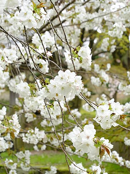 Kanazawa d2.JPG Kanazawa d2.JPG