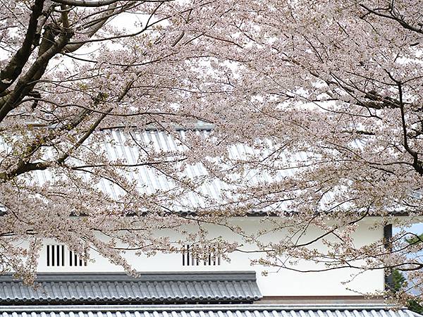 Kanazawa d7.JPG Kanazawa d7.JPG