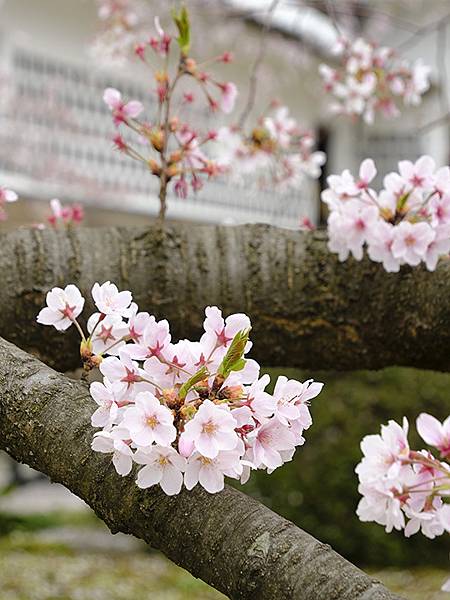 Kanazawa e3.JPG Kanazawa e3.JPG