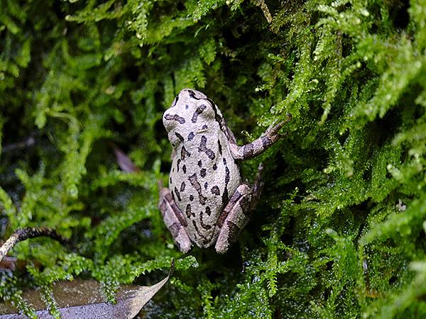 Natadera a6.JPG Natadera a6.JPG