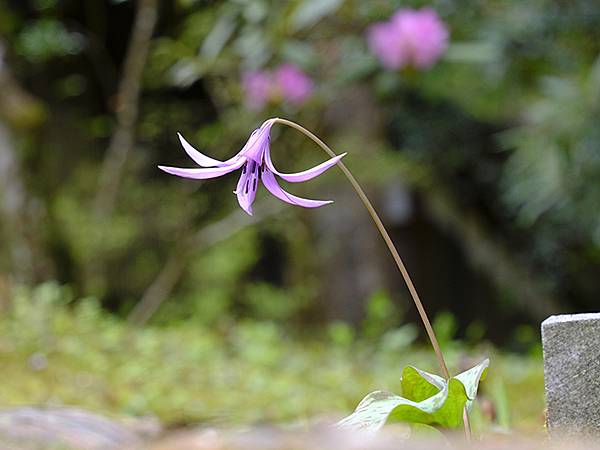 Natadera b1.JPG Natadera b1.JPG