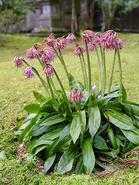 Natadera b2.JPG Natadera b2.JPG