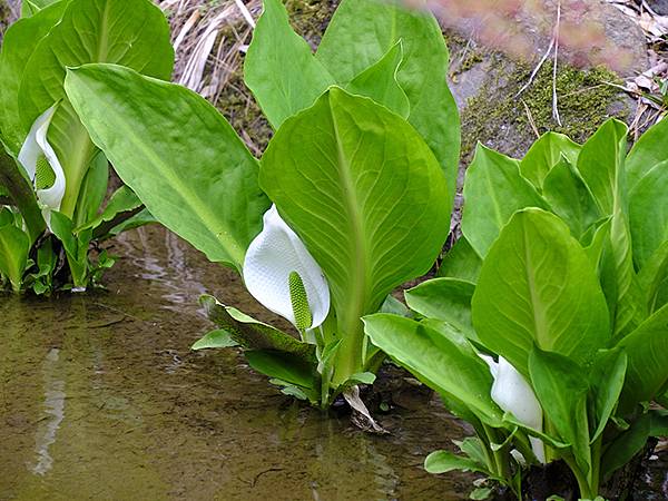 Natadera b3.JPG Natadera b3.JPG