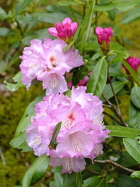 Natadera b4.JPG Natadera b4.JPG