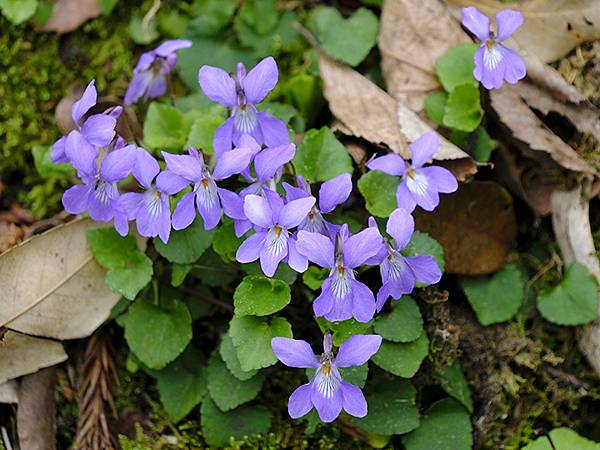 Natadera b5.JPG Natadera b5.JPG