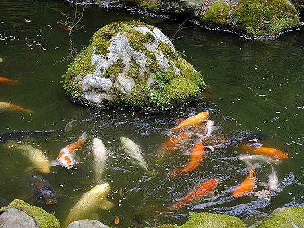 Natadera c6.JPG Natadera c6.JPG