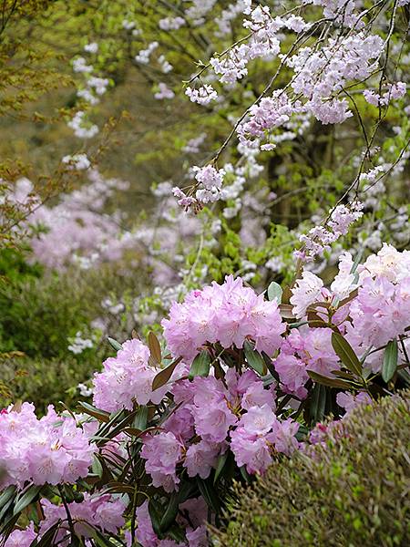 Natadera e5.JPG Natadera e5.JPG