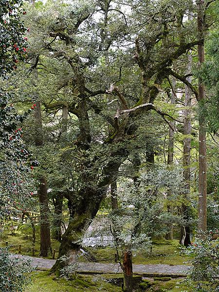 Natadera e6.JPG Natadera e6.JPG