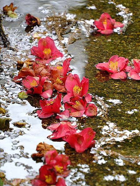 Natadera e8.JPG Natadera e8.JPG