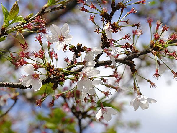 Toyama a3.JPG Toyama a3.JPG