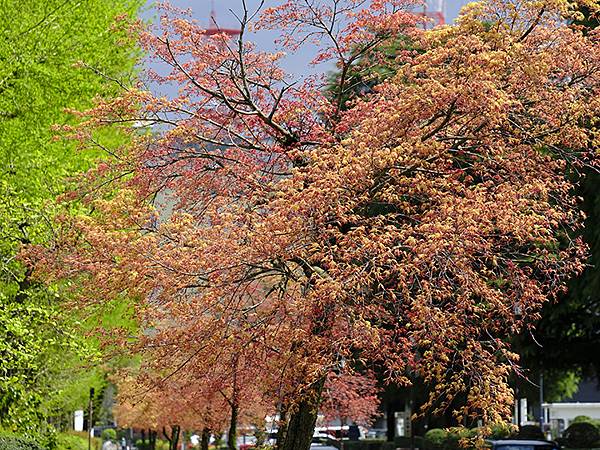 Toyama a7.JPG Toyama a7.JPG