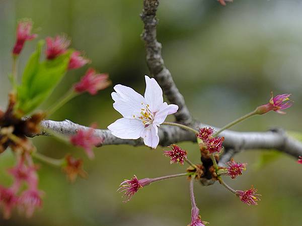 Toyama b2.JPG Toyama b2.JPG