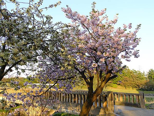 Toyama c4.JPG Toyama c4.JPG