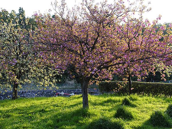 Toyama c5.JPG Toyama c5.JPG