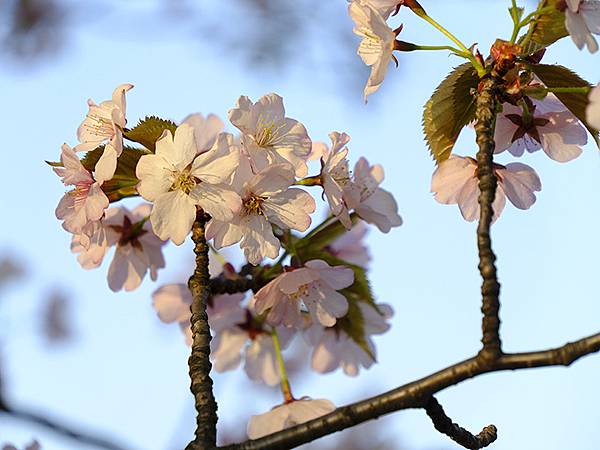 Toyama d2.JPG Toyama d2.JPG