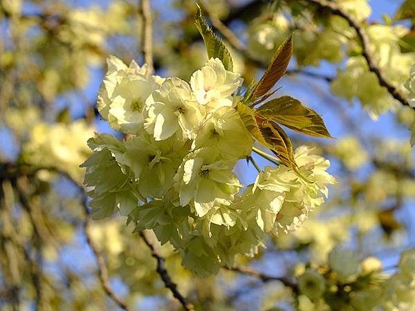 Toyama d1.JPG Toyama d1.JPG