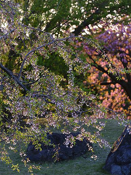 Toyama c7.JPG Toyama c7.JPG