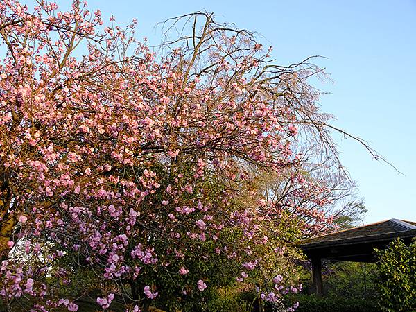 Toyama c6.JPG Toyama c6.JPG