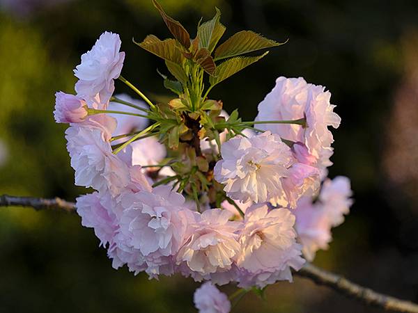 Toyama d3.JPG Toyama d3.JPG