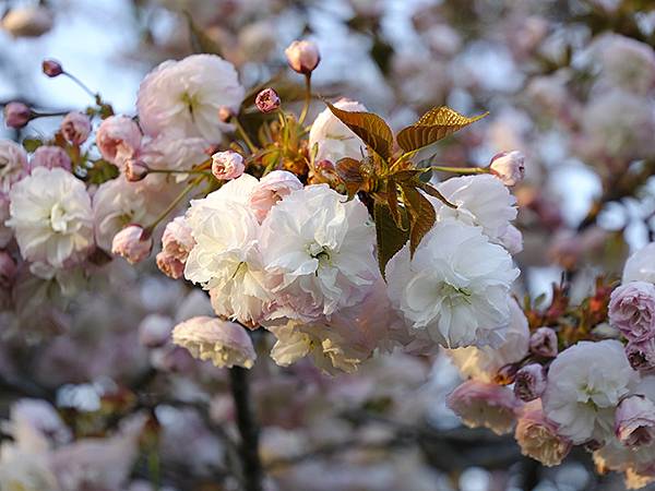 Toyama d8.JPG Toyama d8.JPG