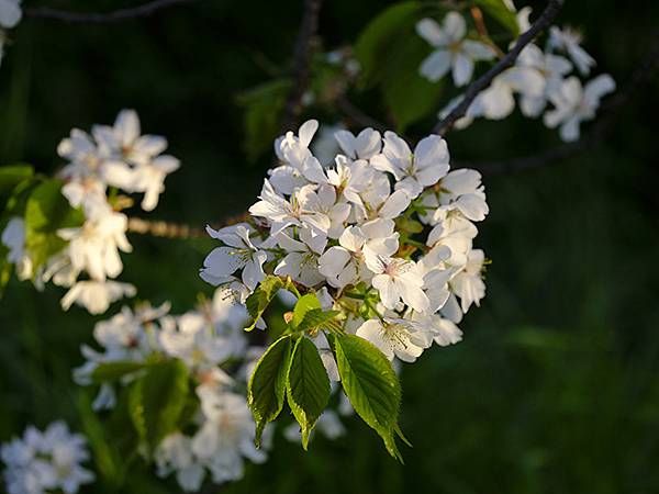 Toyama d7.JPG Toyama d7.JPG