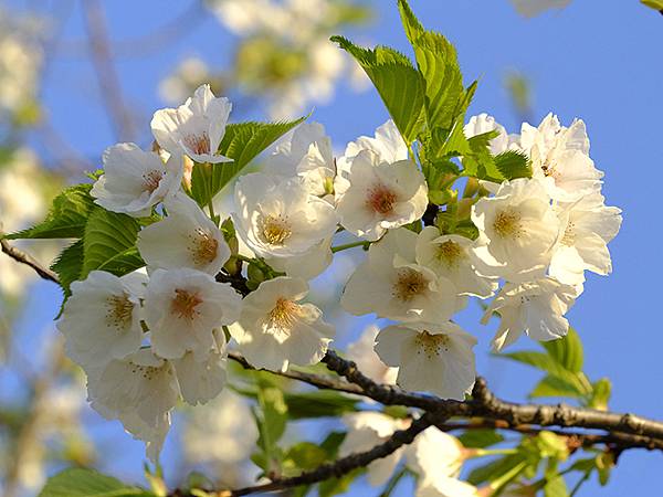 Toyama d4.JPG Toyama d4.JPG