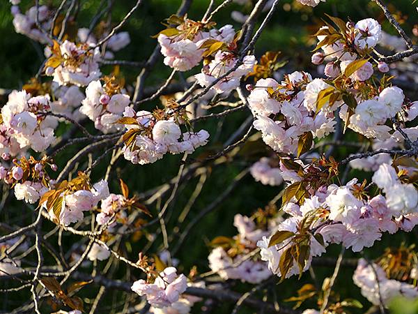 Toyama d5.JPG Toyama d5.JPG