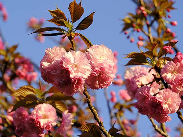 Toyama d6.JPG Toyama d6.JPG