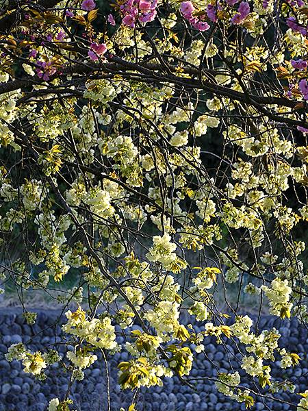 Toyama d10.JPG Toyama d10.JPG