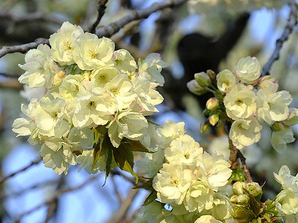 Toyama d9.JPG Toyama d9.JPG