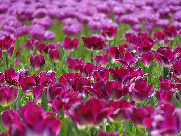 EXPO Park a4.JPG EXPO Park a4.JPG