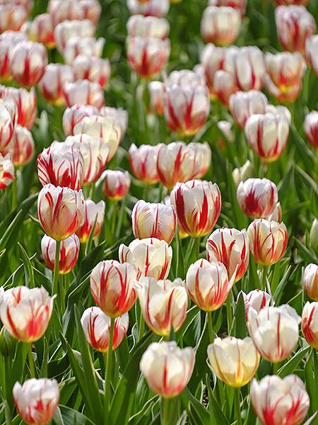 EXPO Park a5.JPG EXPO Park a5.JPG