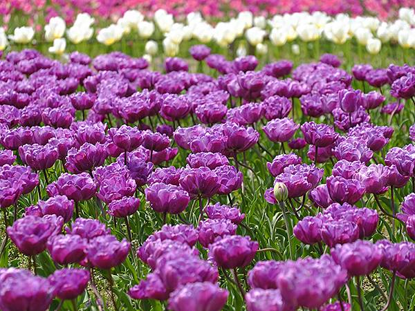 EXPO Park a8.JPG EXPO Park a8.JPG