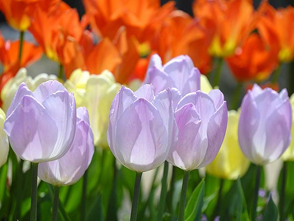 EXPO Park a7.JPG EXPO Park a7.JPG