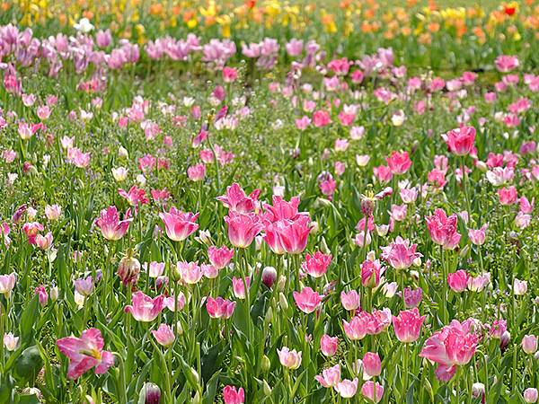 EXPO Park a12.JPG EXPO Park a12.JPG