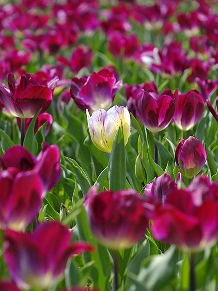 EXPO Park a9.JPG EXPO Park a9.JPG