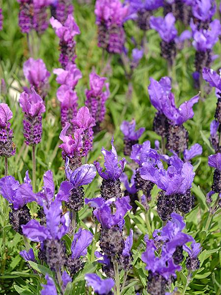 EXPO Park d9.JPG EXPO Park d9.JPG