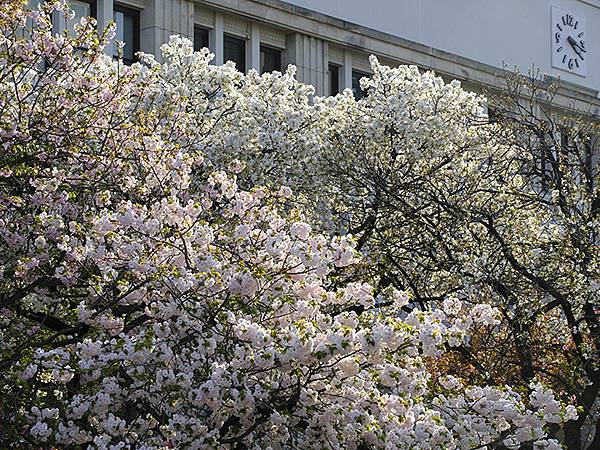 Japan cb a2.JPG Japan cb a2.JPG