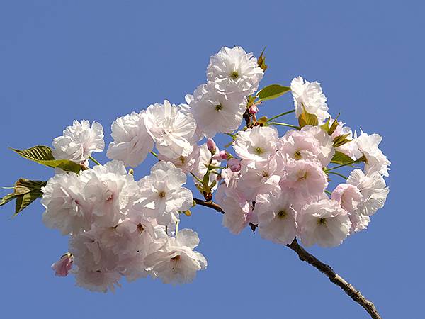 Japan cb b1.JPG Japan cb b1.JPG