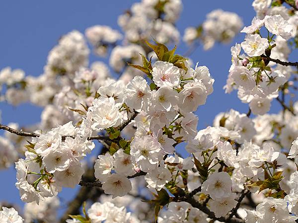 Japan cb b3.JPG Japan cb b3.JPG