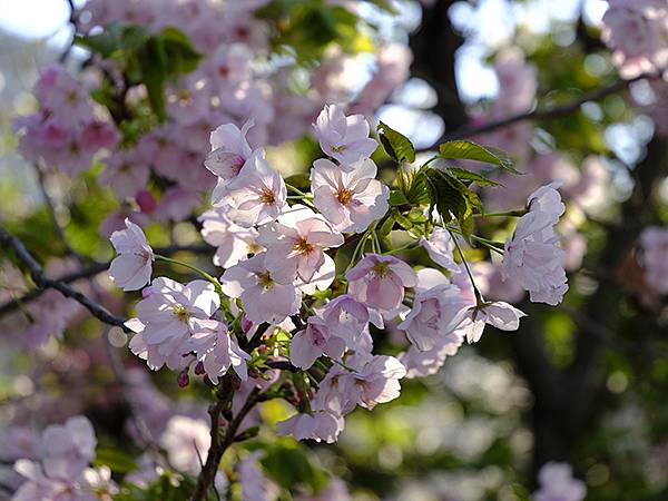 Japan cb b2.JPG Japan cb b2.JPG