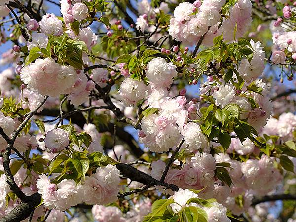 Japan cb b4.JPG Japan cb b4.JPG