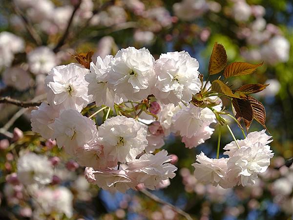 Japan cb b5.JPG Japan cb b5.JPG