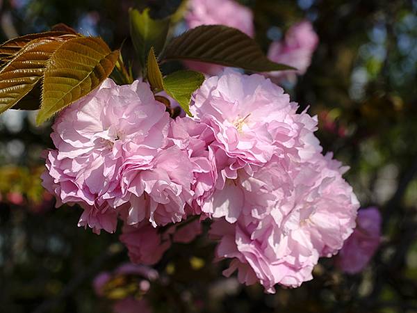 Japan cb b6.JPG Japan cb b6.JPG